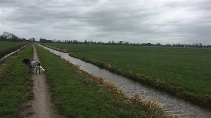 honden uitlaten