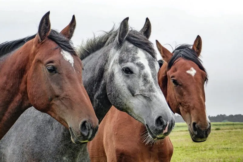 horses 1414889 1280 e1550087012937