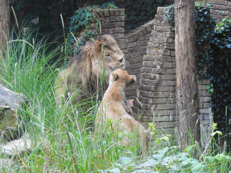 introductie leeuwen dierenpark amersfoort 2 e1594210050268