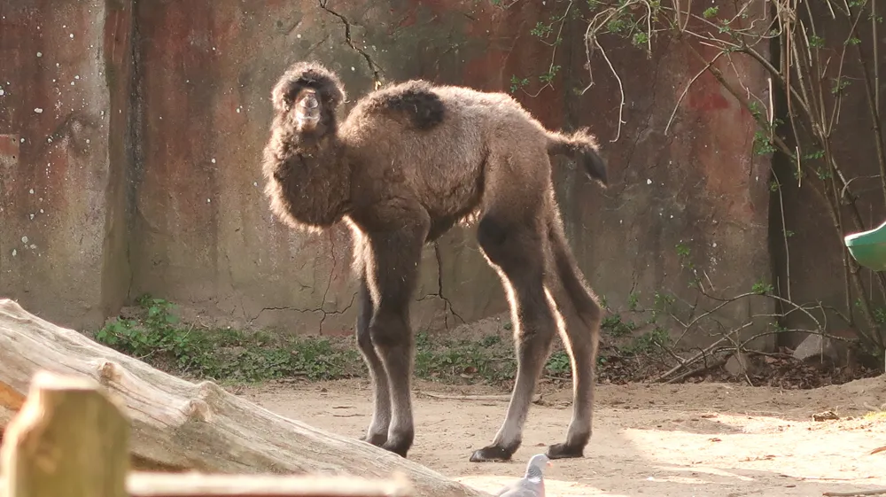 kameeltje geboren in dierenpark amersfoort