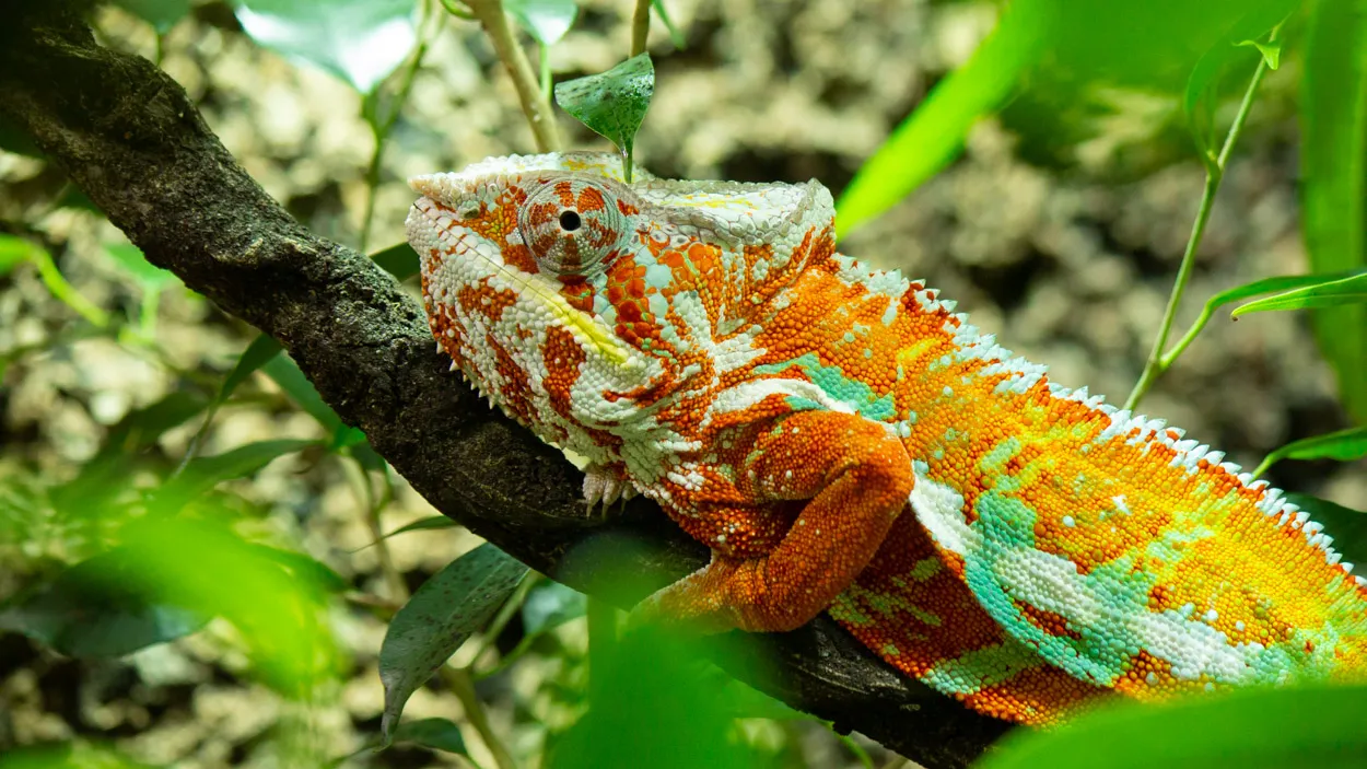 kameleon nieuwste bewoner in dierenpark amersfoort