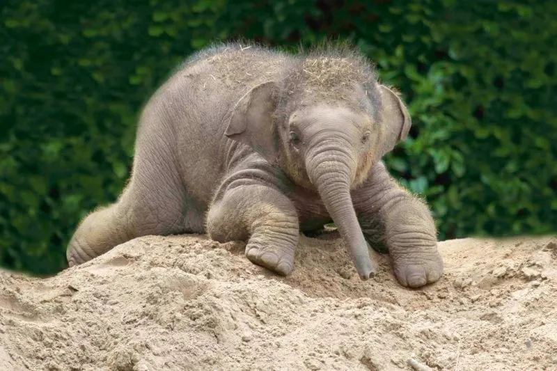 klein olifantje e1579677696360