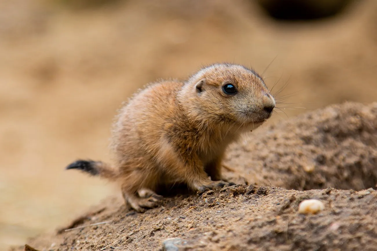 kleintje duikt op uit holletje