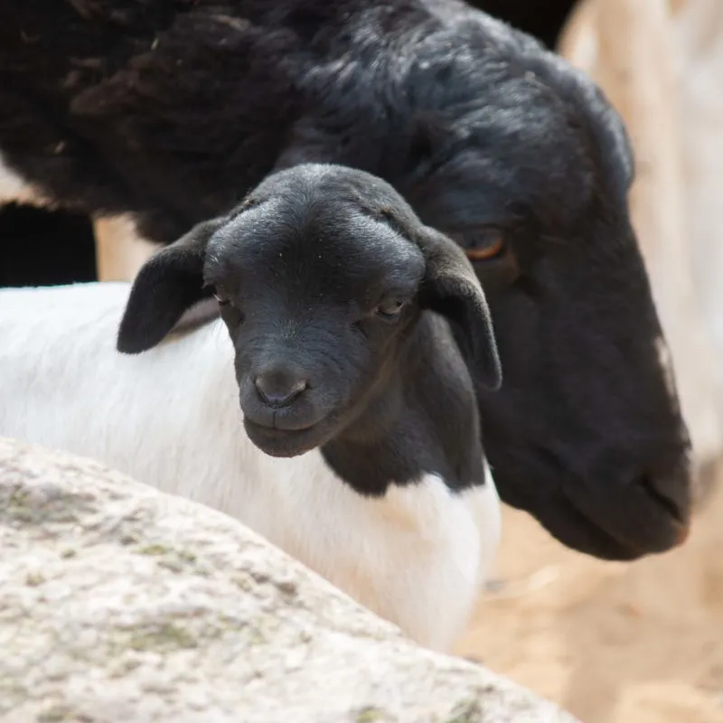lammetje zwartkopschaap kijkt nieuwsgierig rond e1556624145100