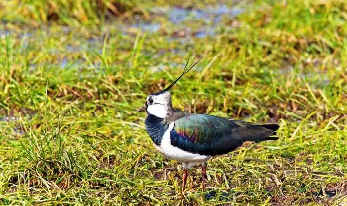 lapwing 1668958 1280 e1488794732207