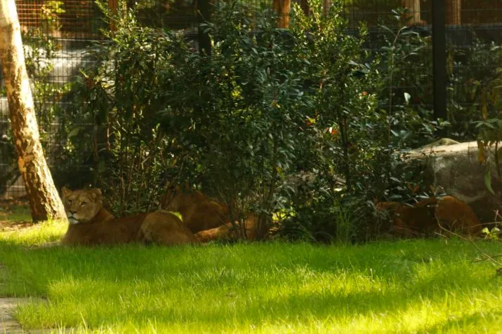 leeuwinnen buitenverblijf e1504021967235