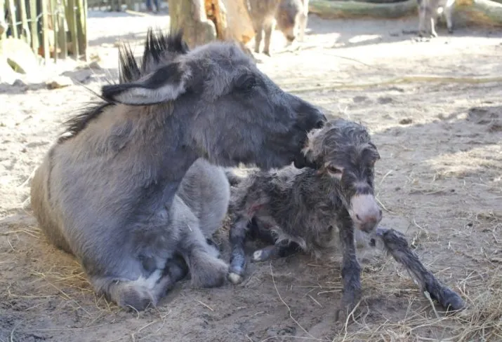 mini ezel toni e1489686775253