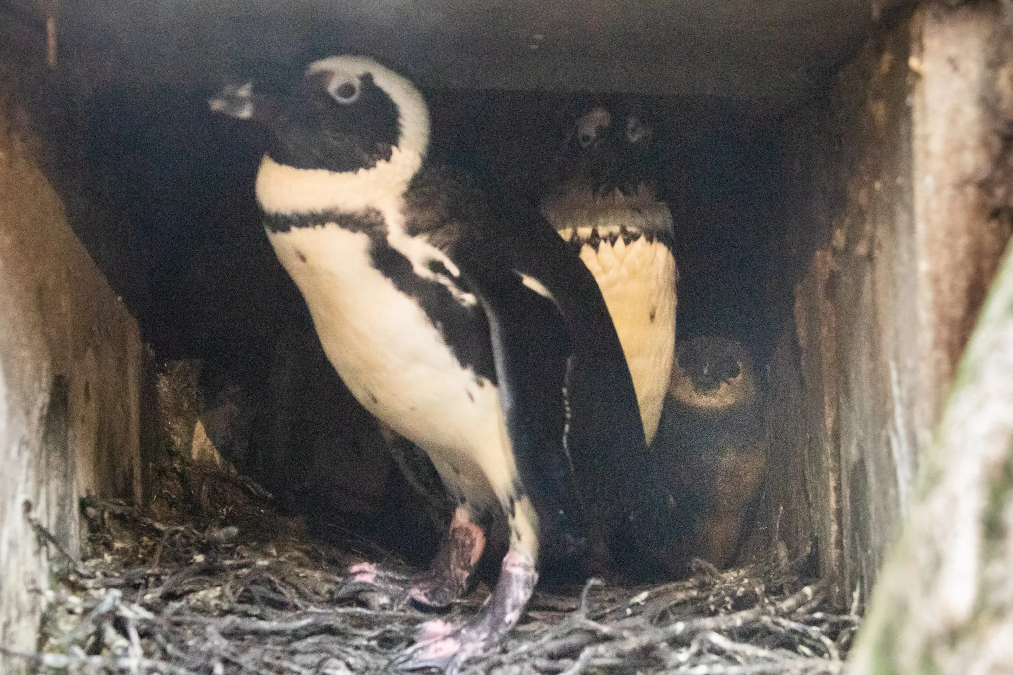 na zon kleine veertig dagen zijn de kleintjes uit hun eieren gekropen