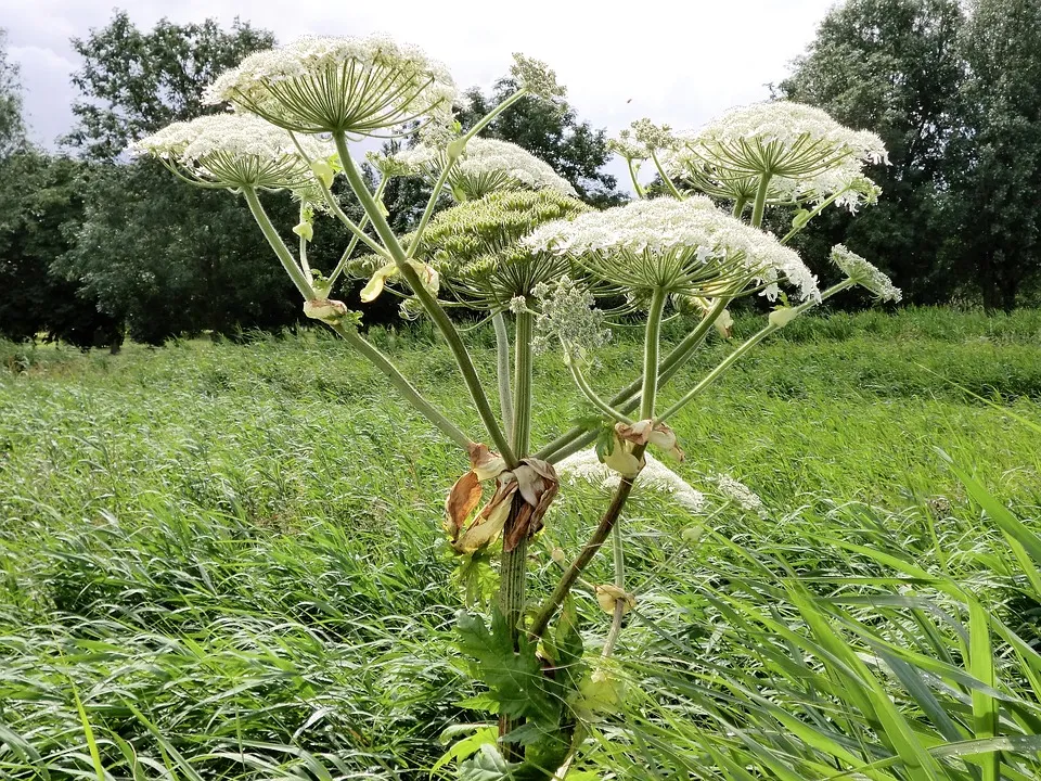 nature 1798552 960 720