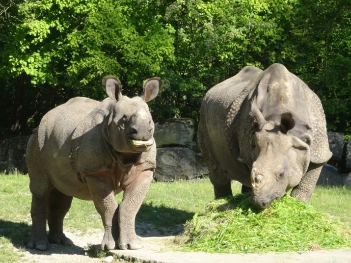neushoorn puri e1512124573129