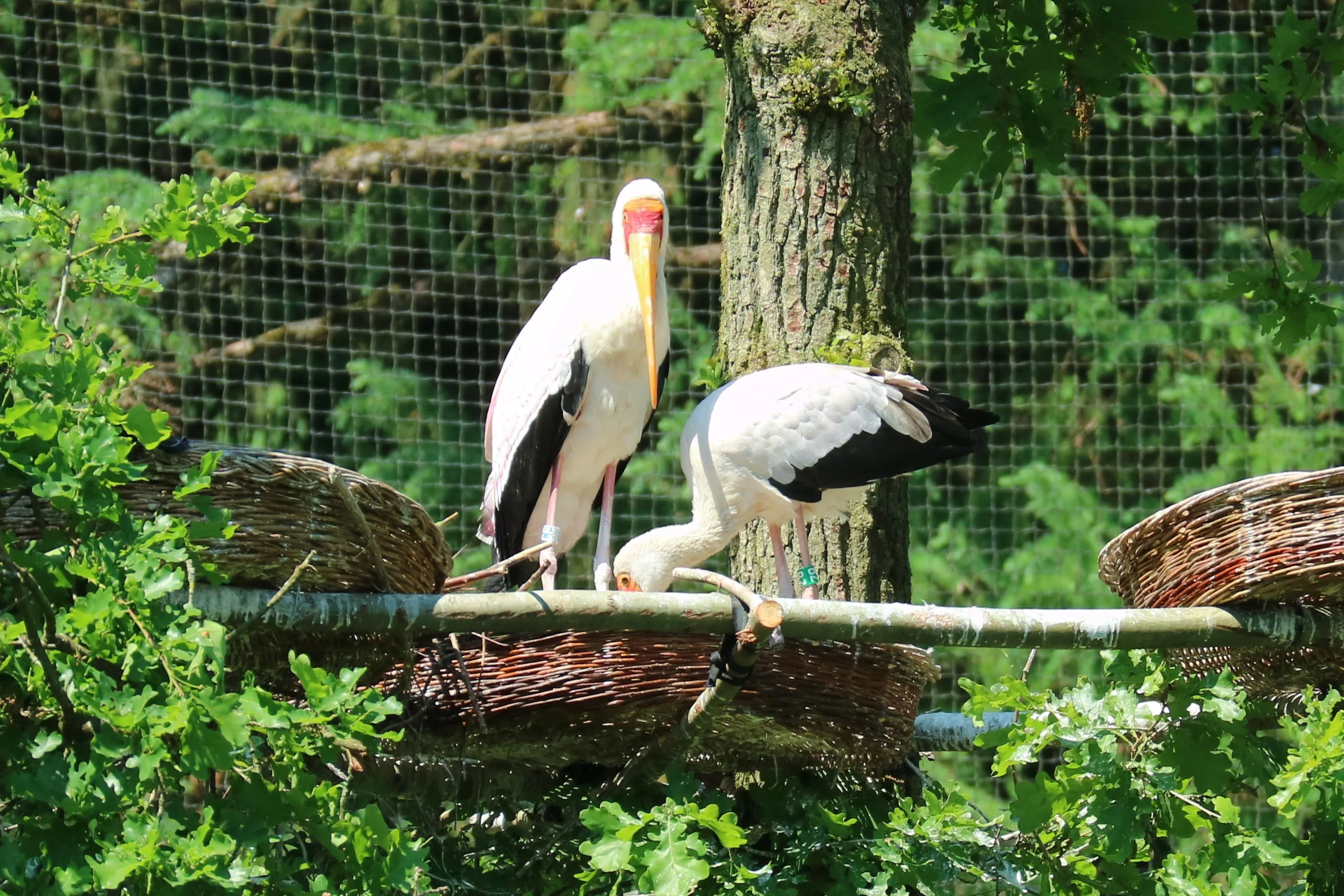 nimmerzatten en het nest
