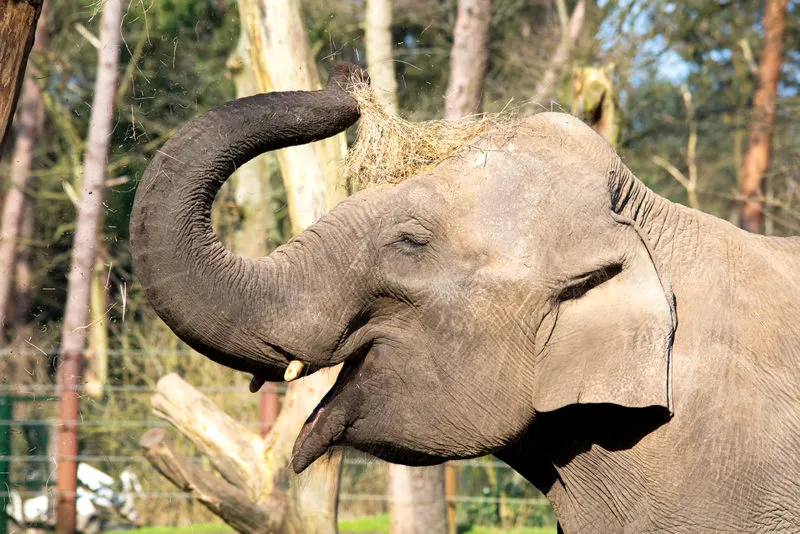olifant geniet van hooi e1550676284805