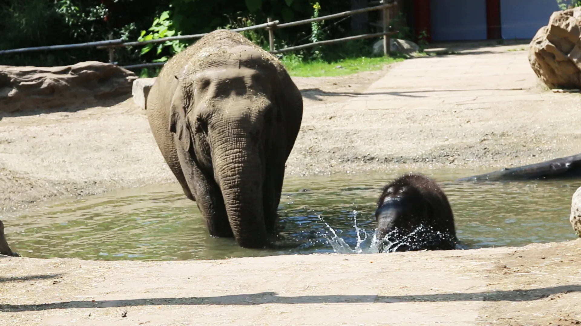 olifanten hebben waterpret in dierenpark amersfoort