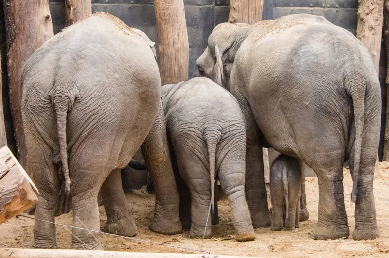 olifantenbillen e1580301959685