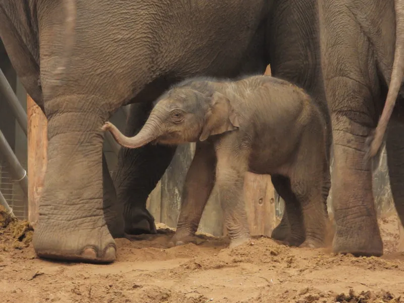 olifantje geboren in dierenpark amersfoort e1605433975362