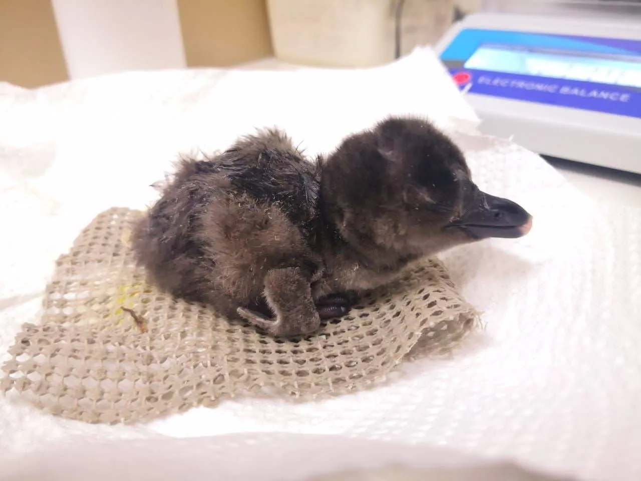 onder andere organisaties die zich inzetten voor de indische neushoorn en de zwartvoetpinguin zijn gesteund beeld sanccob