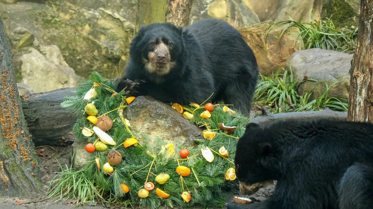 onze nieuwste dierbewoners de brilberen zijn ontzettend nieuwsgierig en onderzoeken de smakelijke hapjes vol interesse