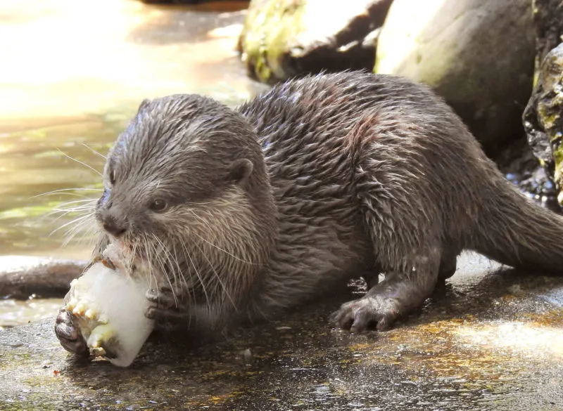 otter geniet van waterijs e1600242609200