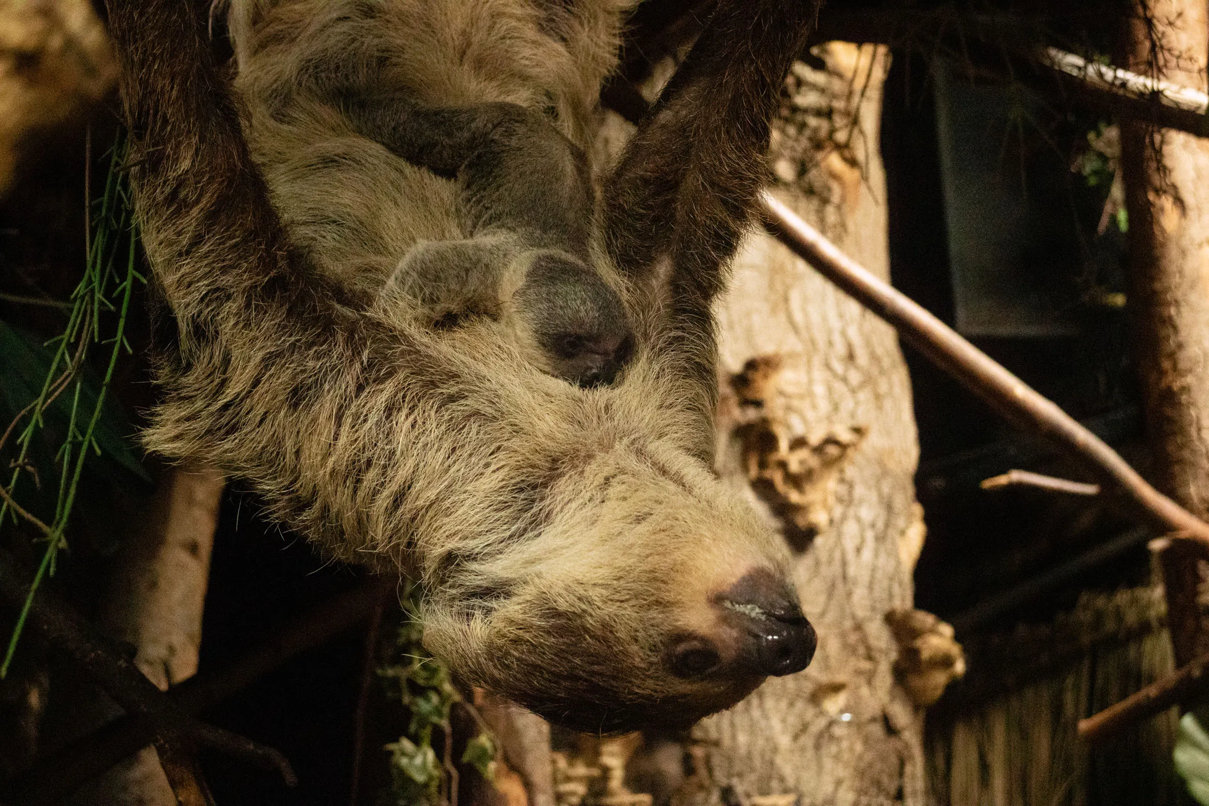 over een aantal maanden zal het jong steeds meer zelf op onderzoek gaan