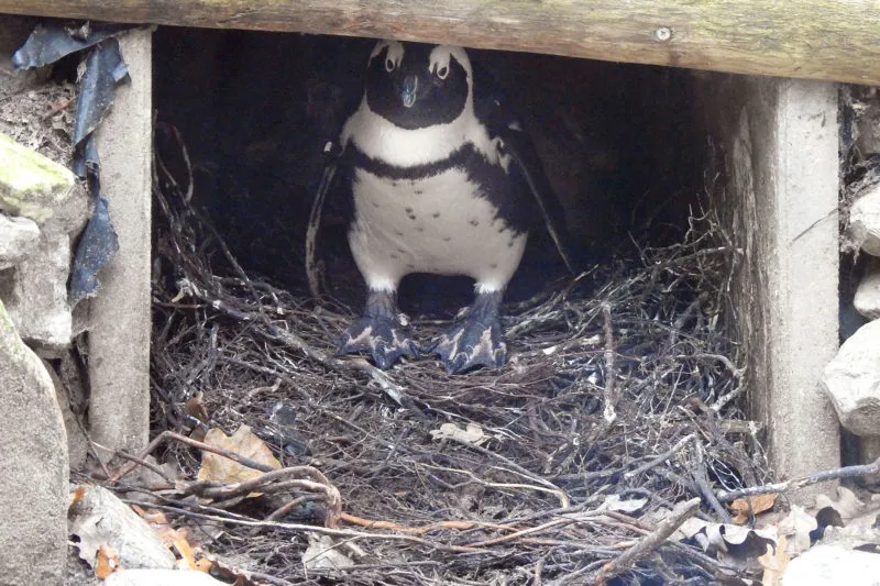 pingunmannetje op het nest e1574094904199