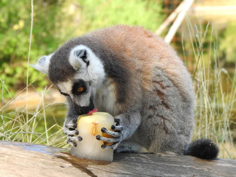 ringstaartmaki met ijsje in dierenpark amersfoort e1594834296883