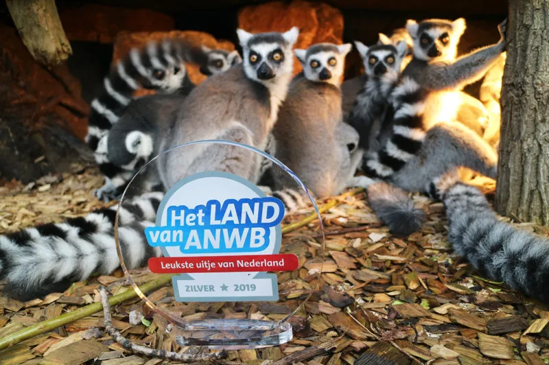 ringstaartmakis met zilveren award leukste uitje 2 e1552119241702