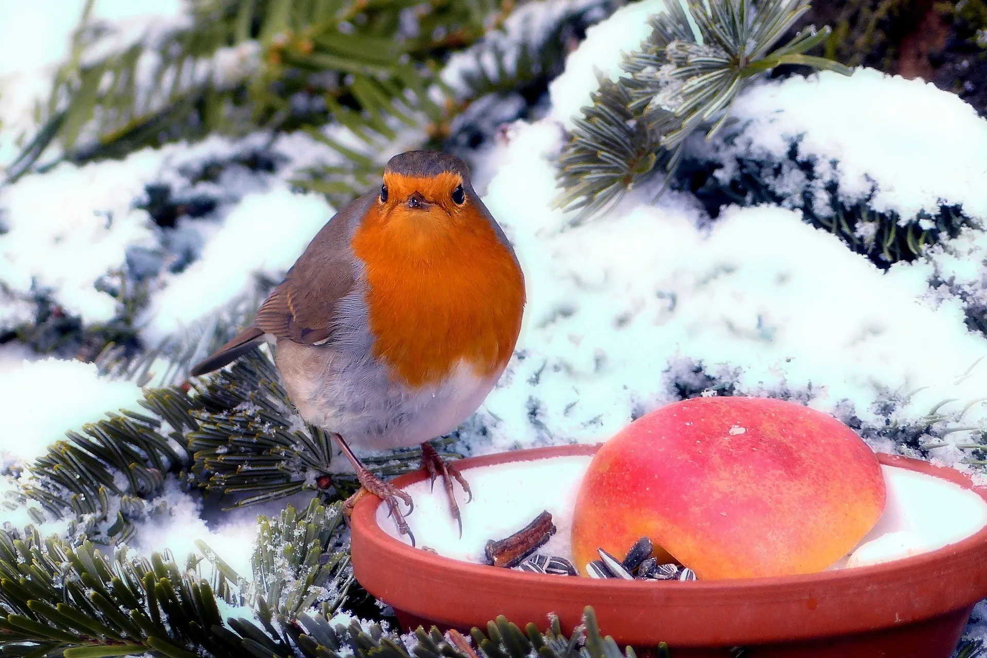 robin 1200467 1920