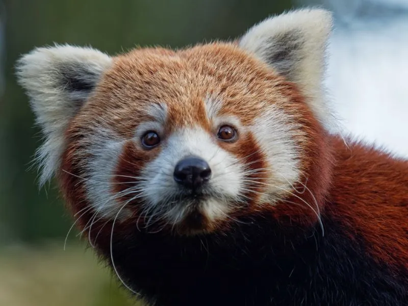 rode panda e1547990604200