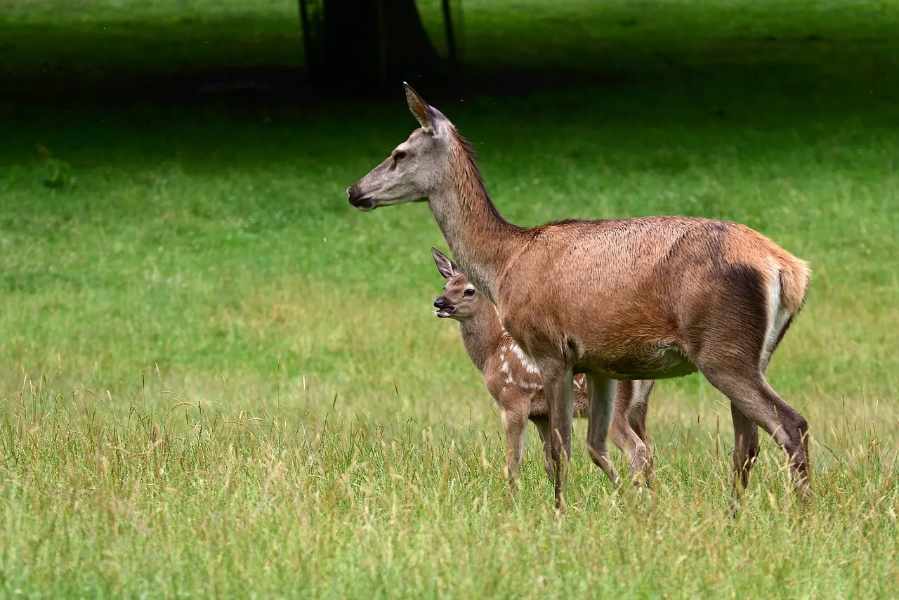 roe deer 7300836 1280
