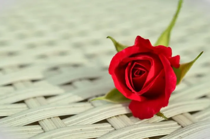 rose 812765 1280 e1487021322214