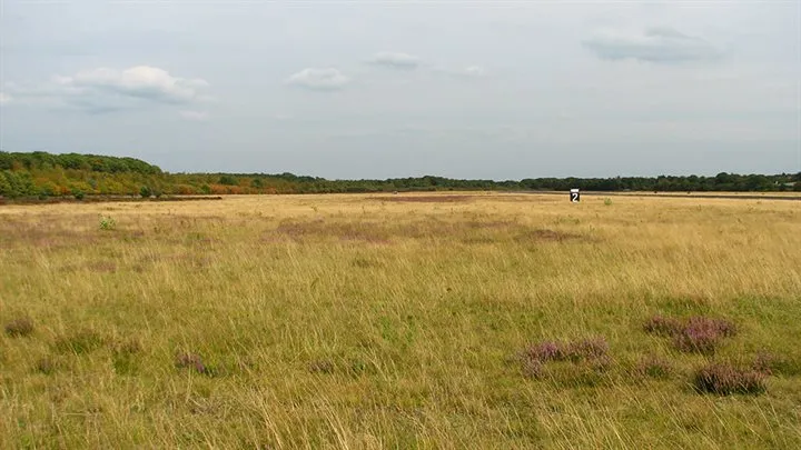 schraal grasland in het oosten