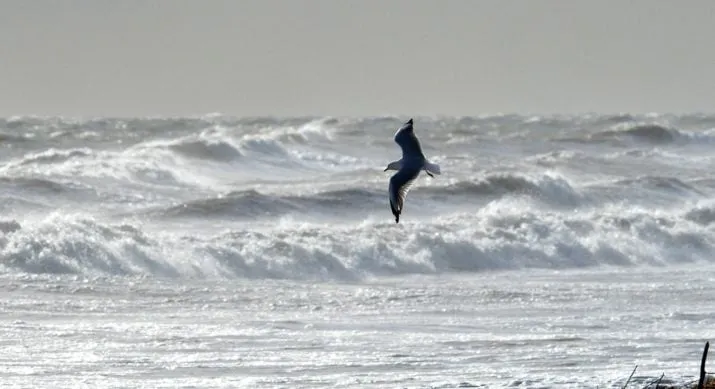 seagull 379593 1280 e1487758401121
