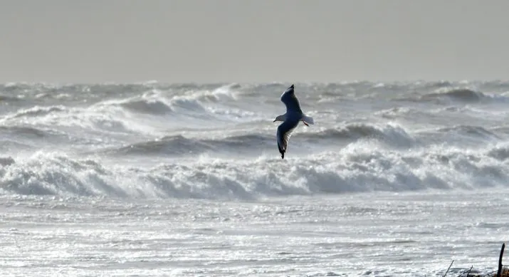 seagull 379593 1280 e1487758401121