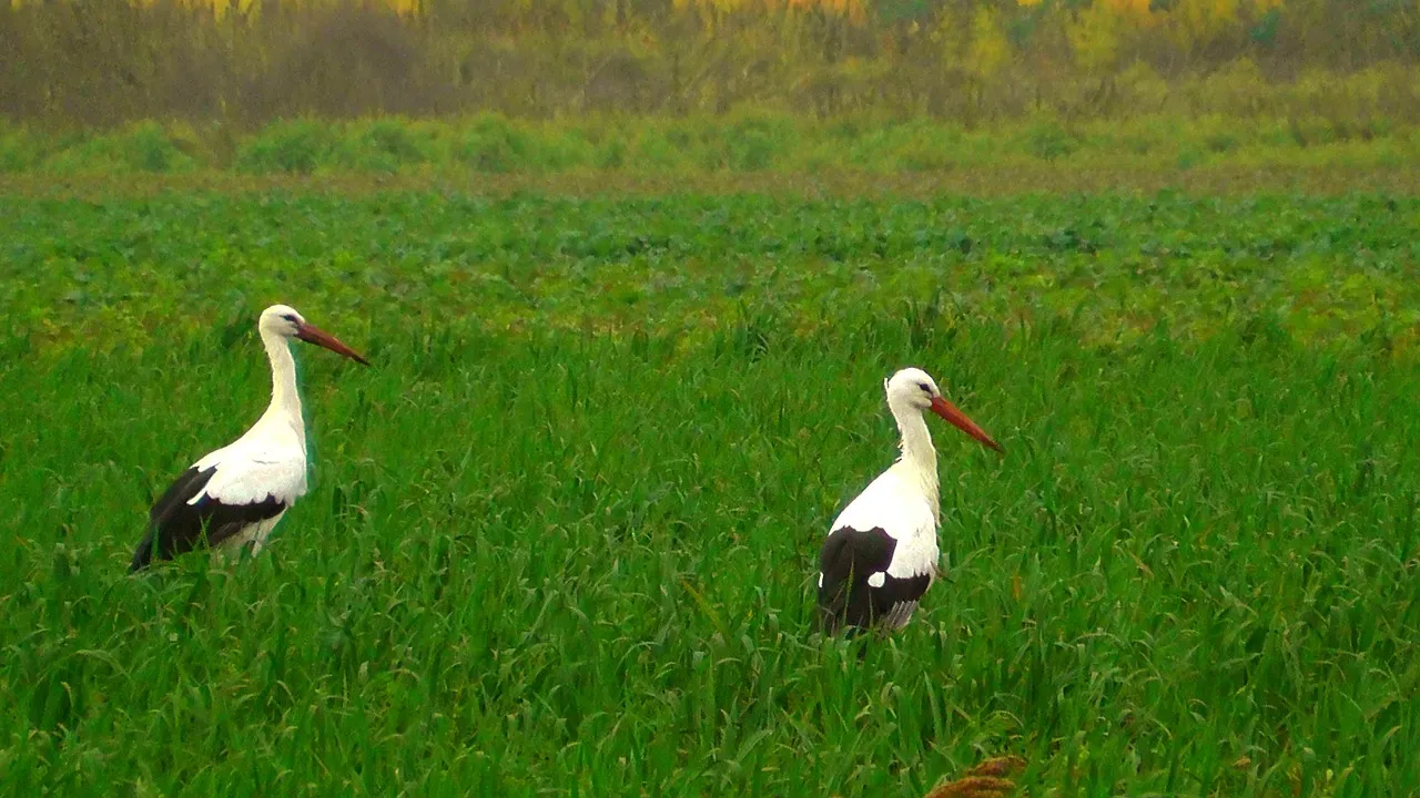 storks 272535 1280