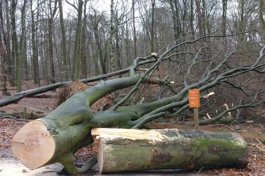 storm 1