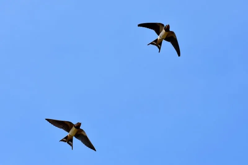 swallows 3850033 1280 e1559638343546