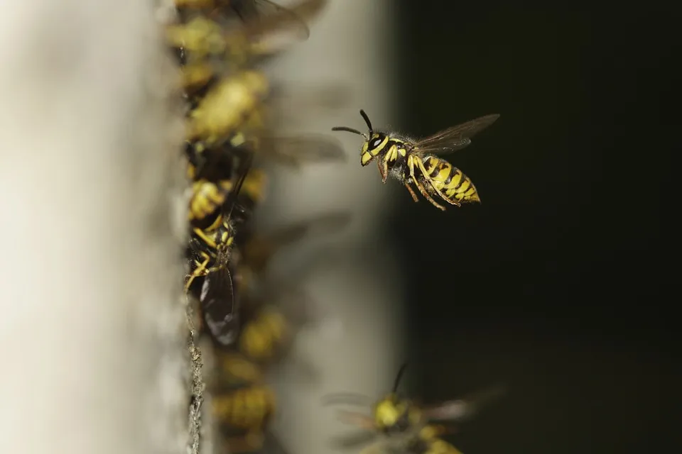 the hive 1878855 960 720