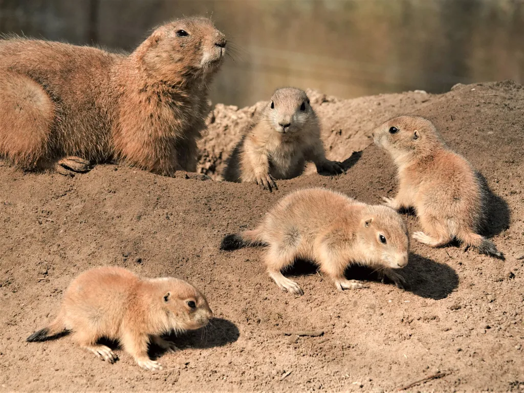 tientallen prairiehondjes geboren in dierenpark amersfoort