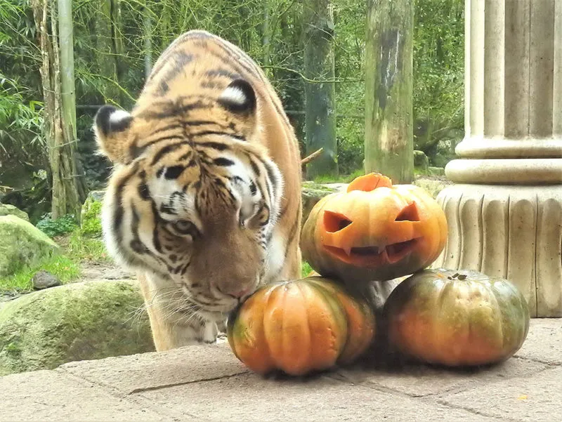 tijger bij de pompoenen e1571840705648