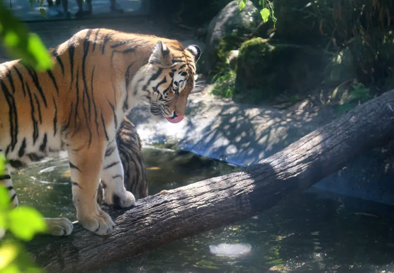 tijger dierenpark amersfoort 1 e1593082075933