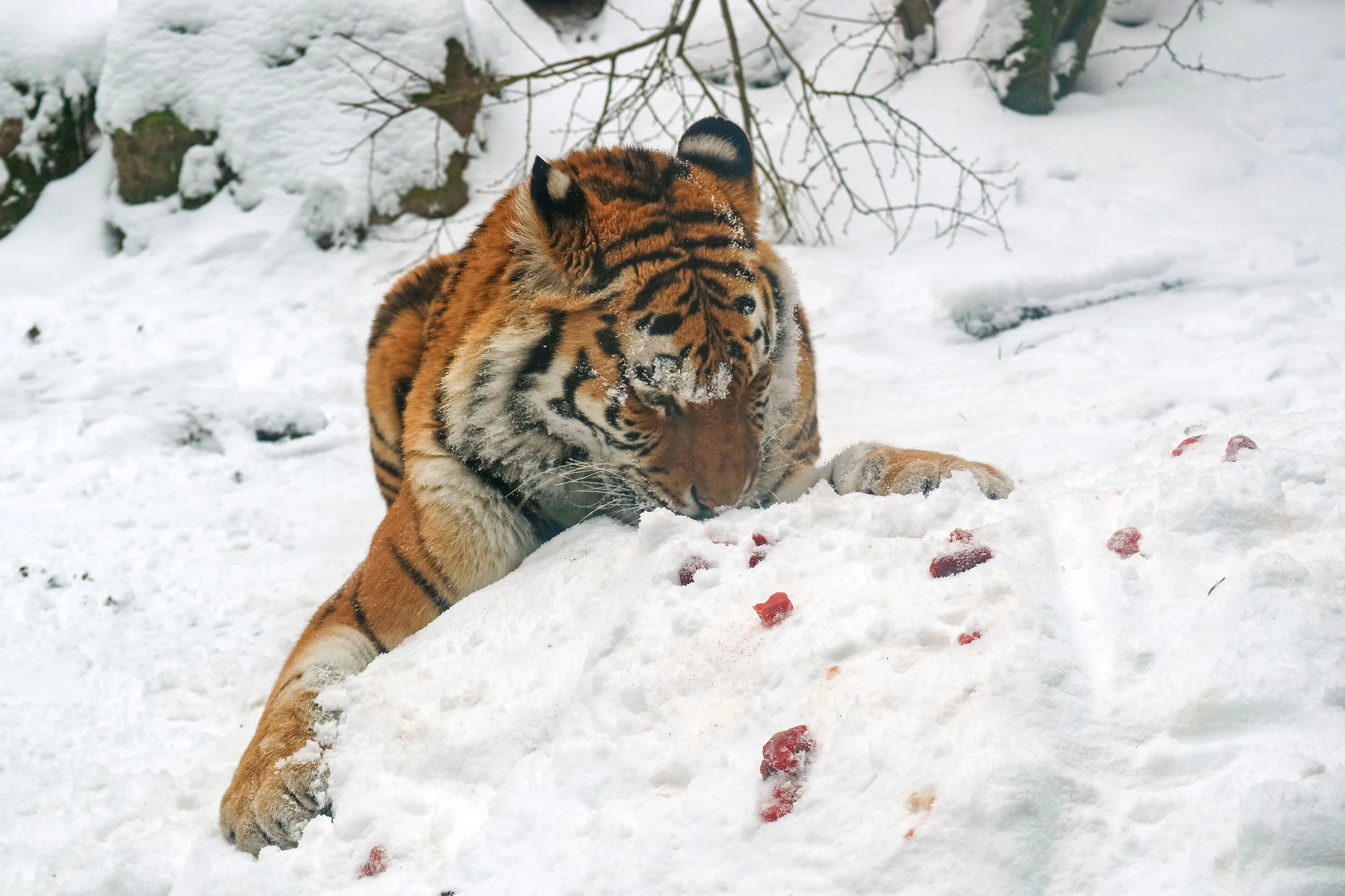 tijger smult van stukjes vlees in sneeuw
