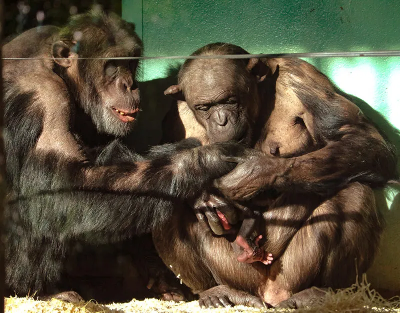 twee chimpansees buigen zich over jong e1551300073630