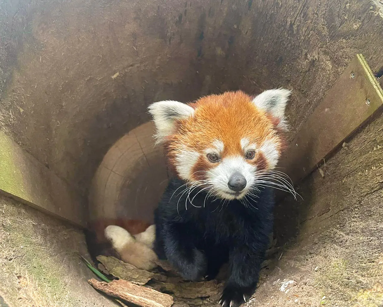voor het eerst zijn er twee rode pandas geboren in dierenpark amersfoort