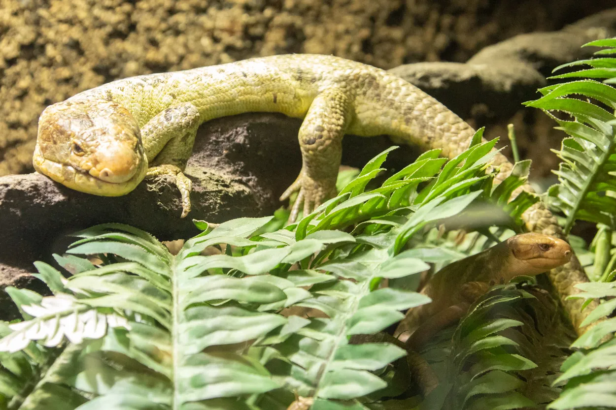 waarbij de meeste reptielen individueel leven leeft de grijpstaartskink namelijk in familiegroepen die bestaan uit zowel volwassen als onvolwassen dieren 1