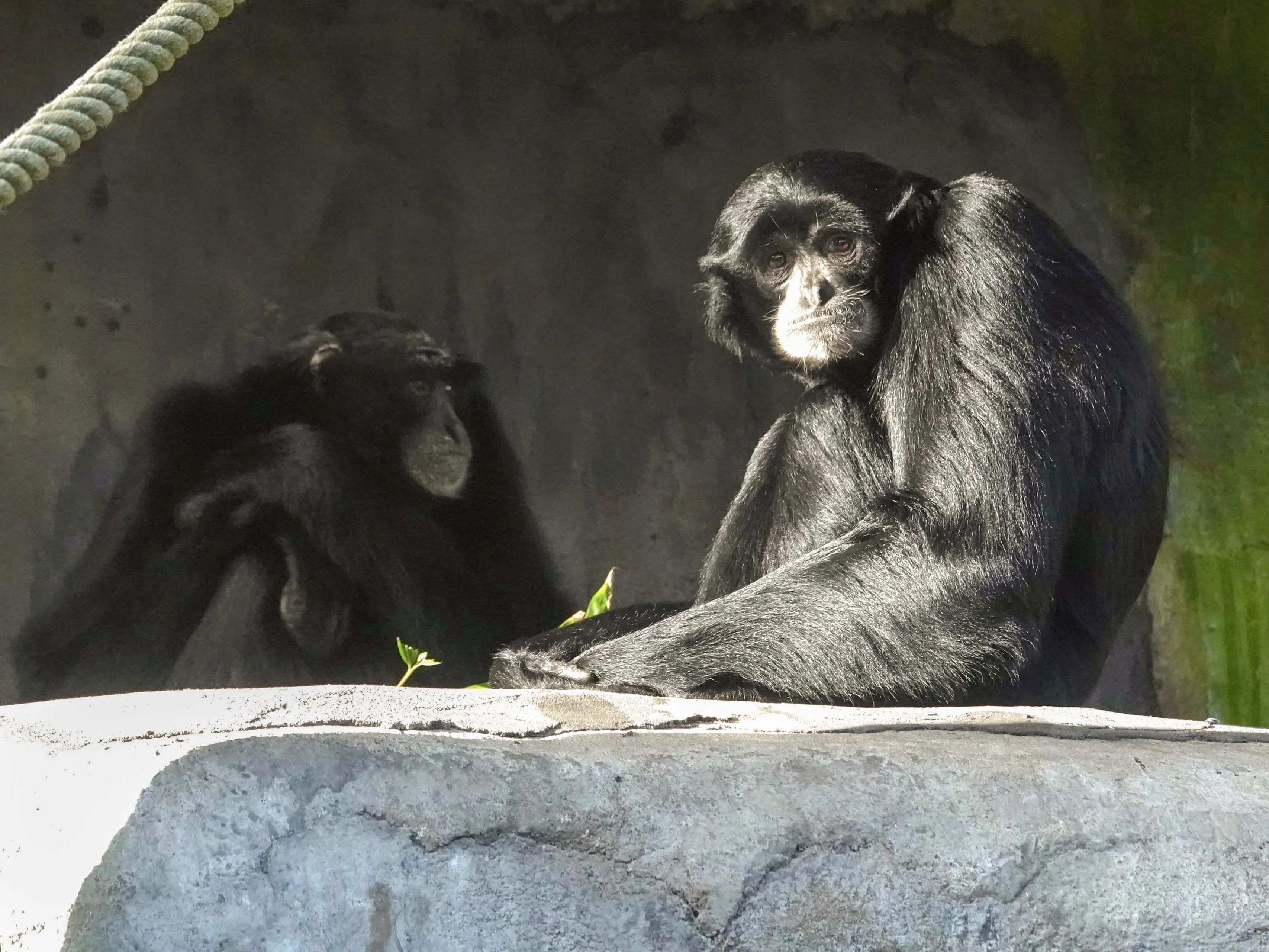 william heeft inmiddels kennisgemaakt met vrouwtje titus die al langere tijd in het park leeft