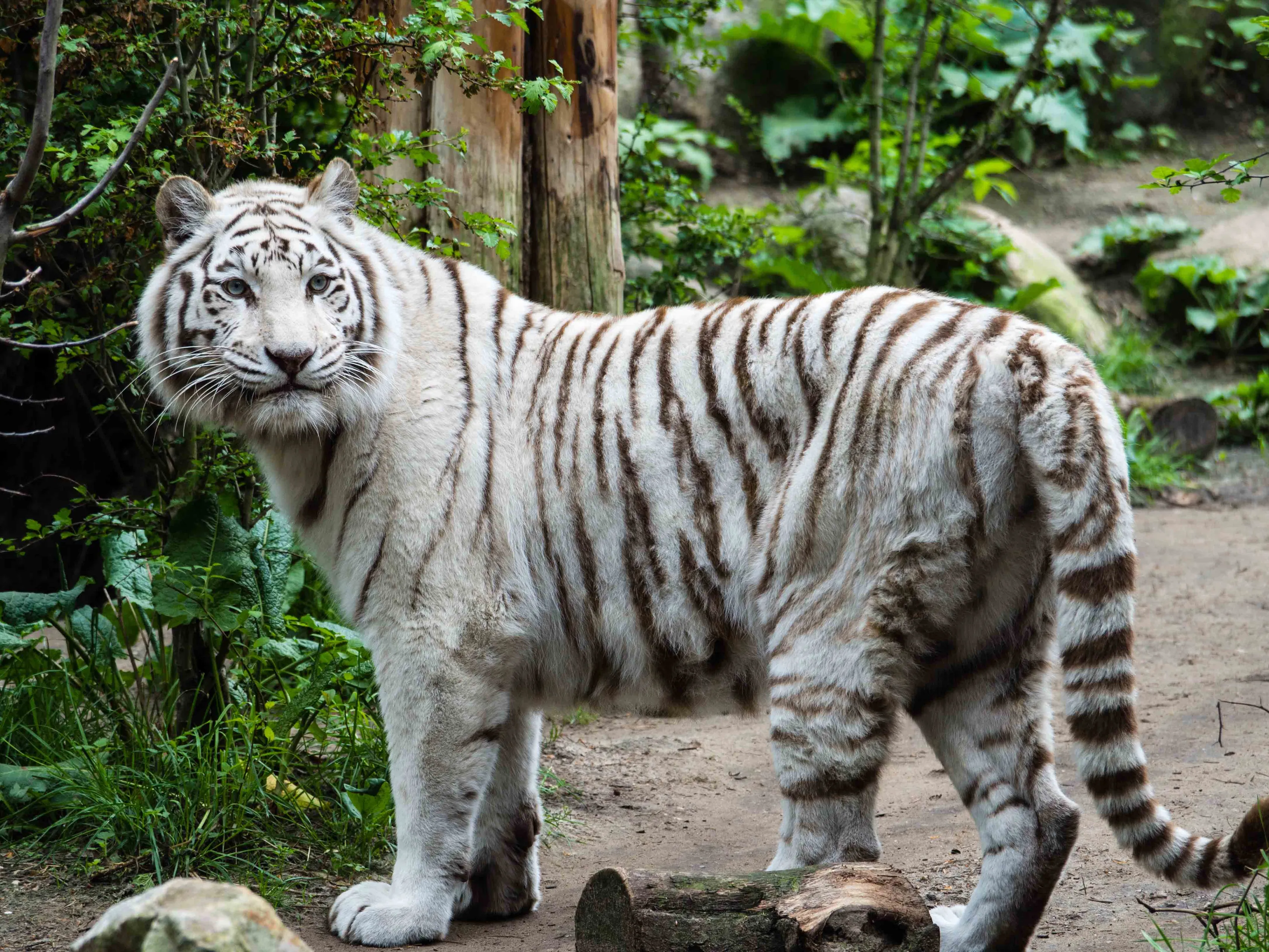 witte tijger maxi 3