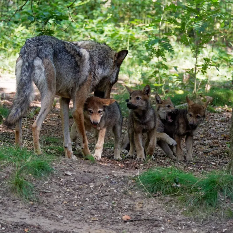 wolvenwelpjes e1563972323660