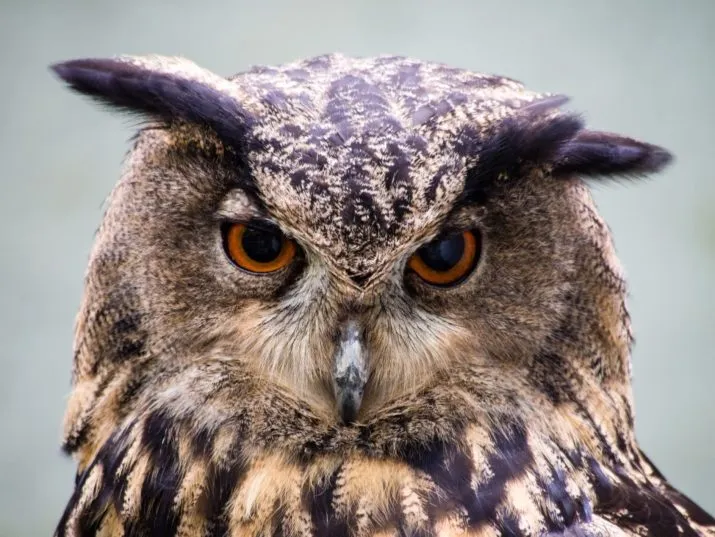 zo wijs als een uil e1492170346186