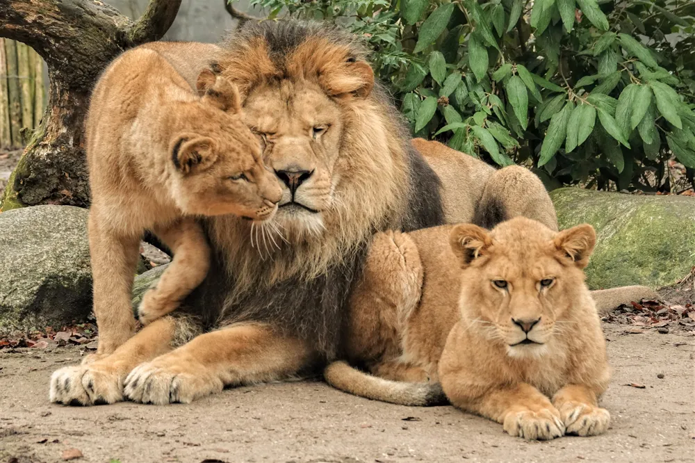 zuna en sifra zijn inmiddels oud genoeg om hun familie te verlaten