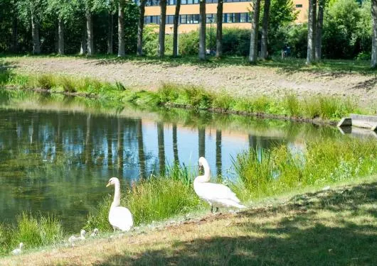 zwaan met kuikens in de hoef
